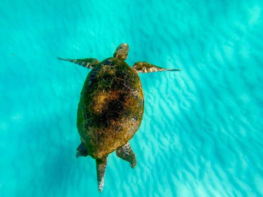 From Brisbane: Moreton Island Full-Day Trip - Price and fees: where the real cost shows up