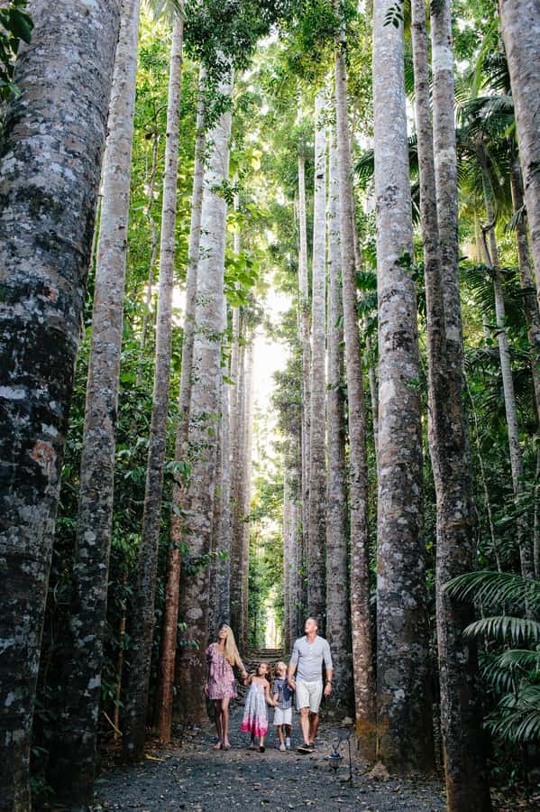 From Cairns: Atherton Tablelands and Paronella Park Day Trip - From Cairns to Atherton Tablelands: why the route feels efficient
