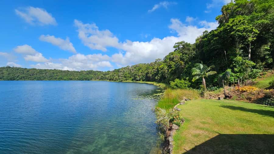 From Cairns: Atherton Tablelands and Paronella Park Day Trip - Lake Barrine and the twin kauri pines: rainforest age you can feel