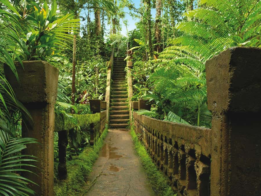 From Cairns: Atherton Tablelands and Paronella Park Day Trip - Millaa Millaa Falls swim and Teresa Falls: where the day turns watery