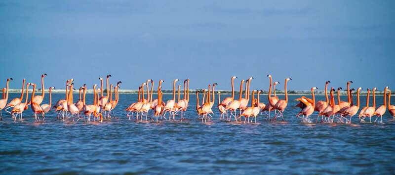 From Cancún: Rio Lagartos & Las Coloradas Day Trip & Lunch - Who should book this Rio Lagartos and Las Coloradas day trip