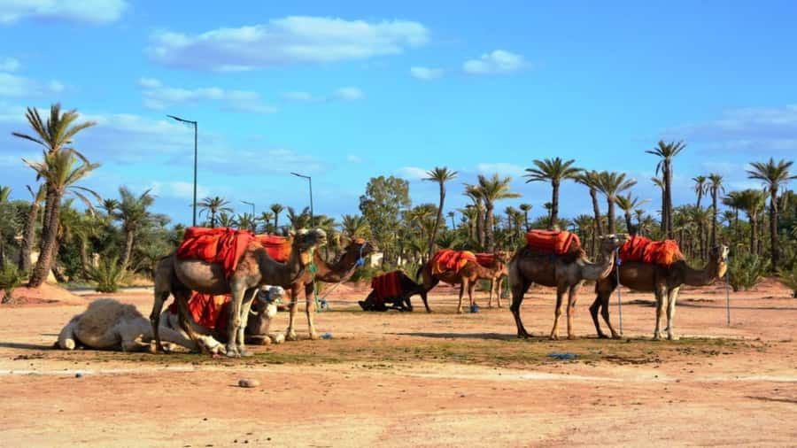 From Casablanca: Day Trip to Marrakech with Camel Ride - Koutoubia Mosque and the Craft of Marrakech’s Landmark Architecture