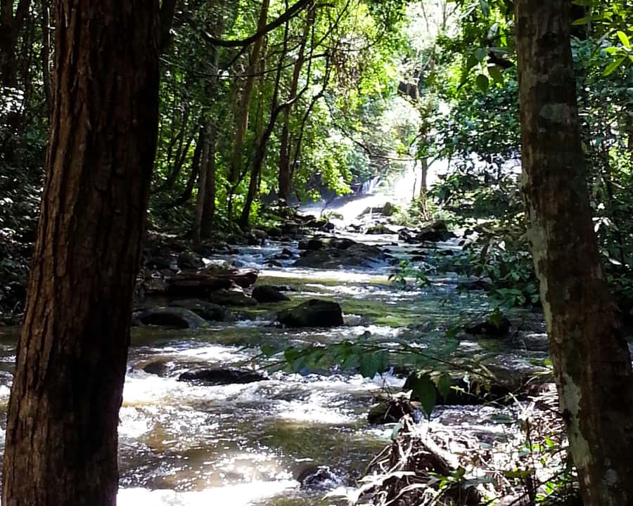 From Chiang Mai: Doi Inthanon National Park Day Trip & Hike - Key Things I’d Prioritize