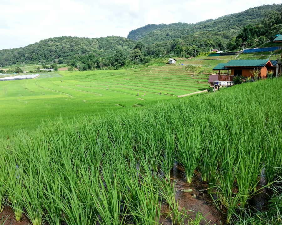 From Chiang Mai: Doi Inthanon National Park Day Trip & Hike - Doi Inthanon in one day: the smart mix of nature and culture