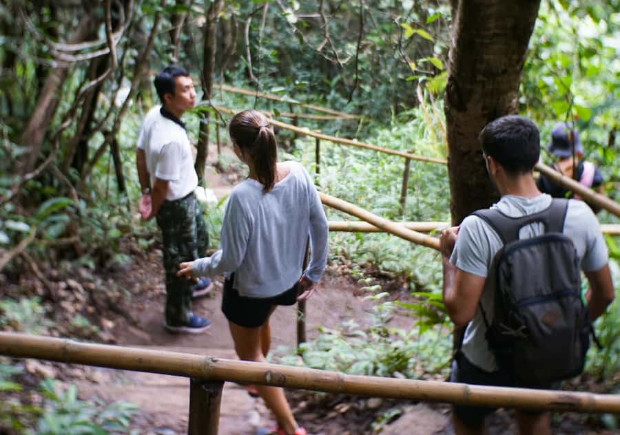 From Chiang Mai: Doi Inthanon National Park Day Trip & Hike - Angka Nature Trail: your rainforest warm-up (and why it matters)