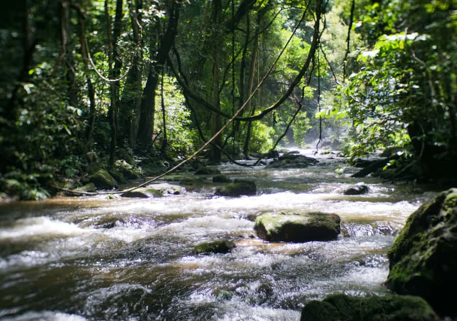 From Chiang Mai: Doi Inthanon National Park Day Trip & Hike - The Pha Dok Siew Nature Trail hike: rice terraces, shaded forest, and real steps