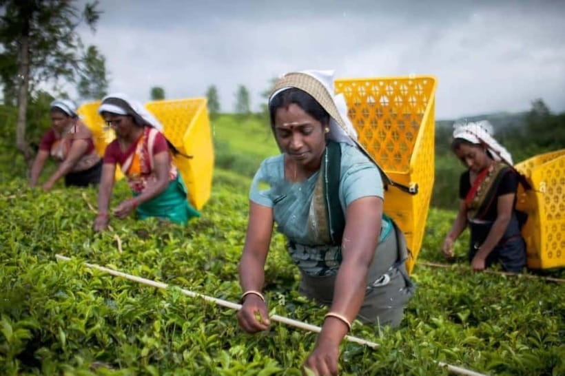 From Colombo: Kandy, Pinnawala and Tea Factory Full-Day Trip - Why This Kandy Day Trip Works From Colombo