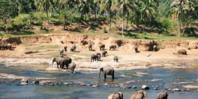 From Colombo: Kandy, Pinnawala and Tea Factory Full-Day Trip - Getting Picked Up in Colombo or Negombo (Then Settling In)