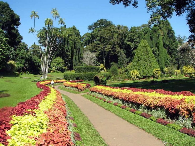 From Colombo: Kandy, Pinnawala and Tea Factory Full-Day Trip - Tea Factory Visit: How Tea Gets From Plant to Cup