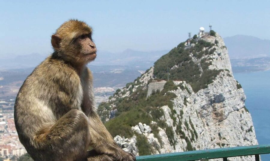 From Costa del Sol: Day Trip to Gibraltar with Guided Tour - Should You Book This Gibraltar Day Trip?