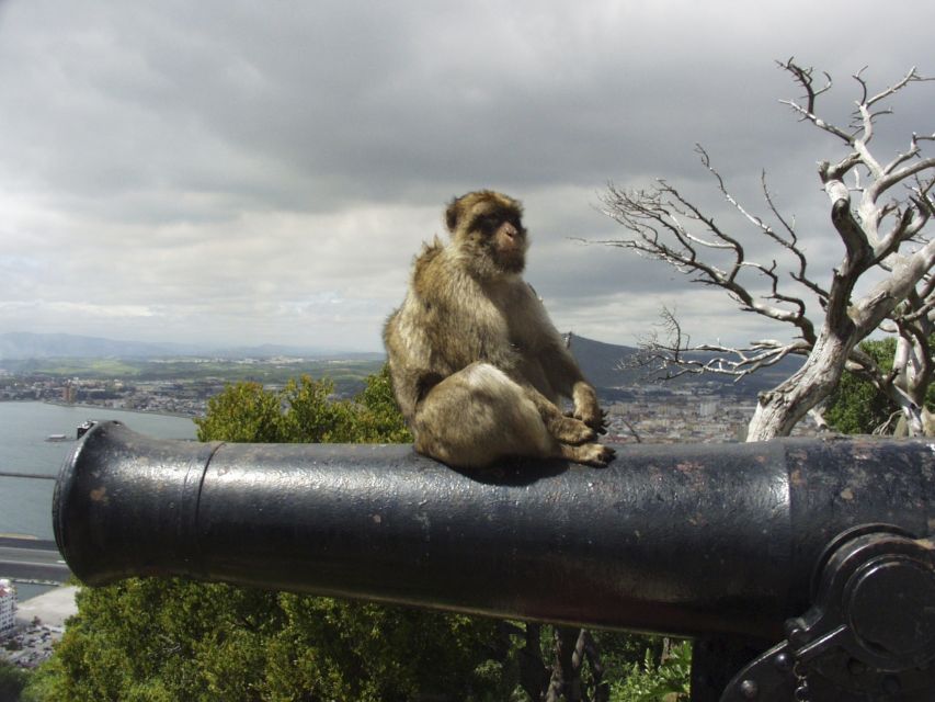 From Costa del Sol: Day Trip to Gibraltar with Guided Tour - Gibraltar in One Long Day From the Costa del Sol