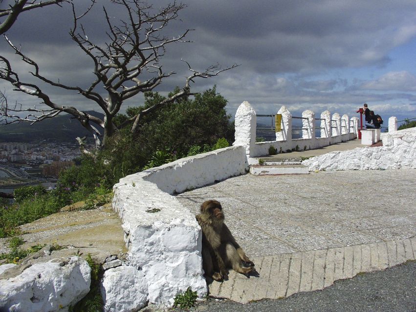 From Costa del Sol: Day Trip to Gibraltar with Guided Tour - Price and What You’re Actually Paying For ($115)
