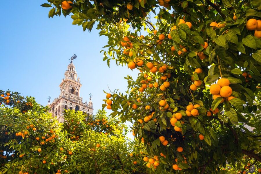 From Costa del Sol: Seville Day Trip - Breakfast break and first views of the Guadalquivir