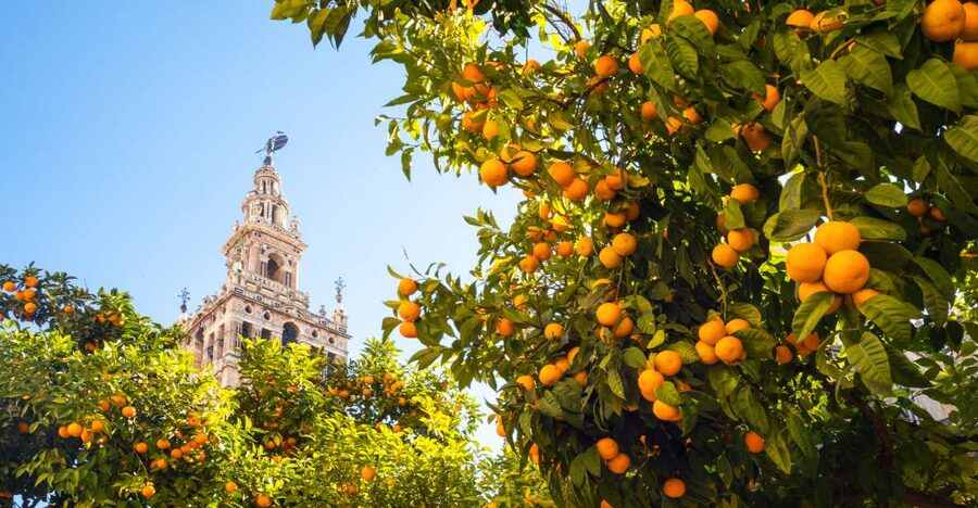 From Costa del Sol: Seville Day Trip - Food and tapas without blowing the day