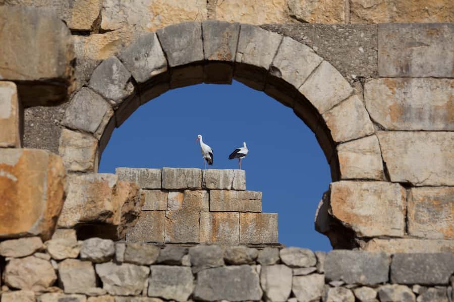 From Fes: Volubilis, Moulay Idriss and Meknes Full-Day Trip - Moulay Idriss Zerhoun: A Sacred Mausoleum Stop With Pilgrims Around You