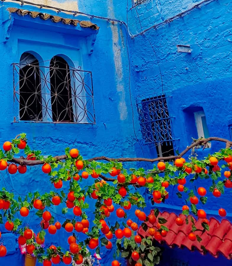 From Fez : Memorable Day Trip to Chefchaouen the Blue City - What You Pay for at About $20: Value and What’s Not Included