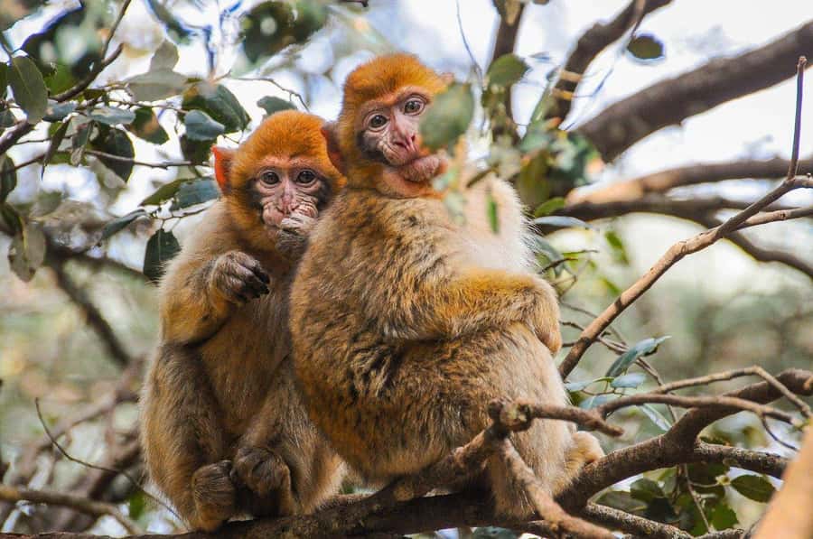 From Fez: Middle Atlas and Monkey Forest Day Trip - From Fez to the Middle Atlas in One Day