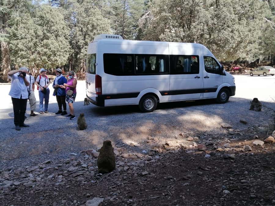 From Fez: Middle Atlas Day Trip with Ifrane National Park - Key Things I Think You’ll Actually Care About