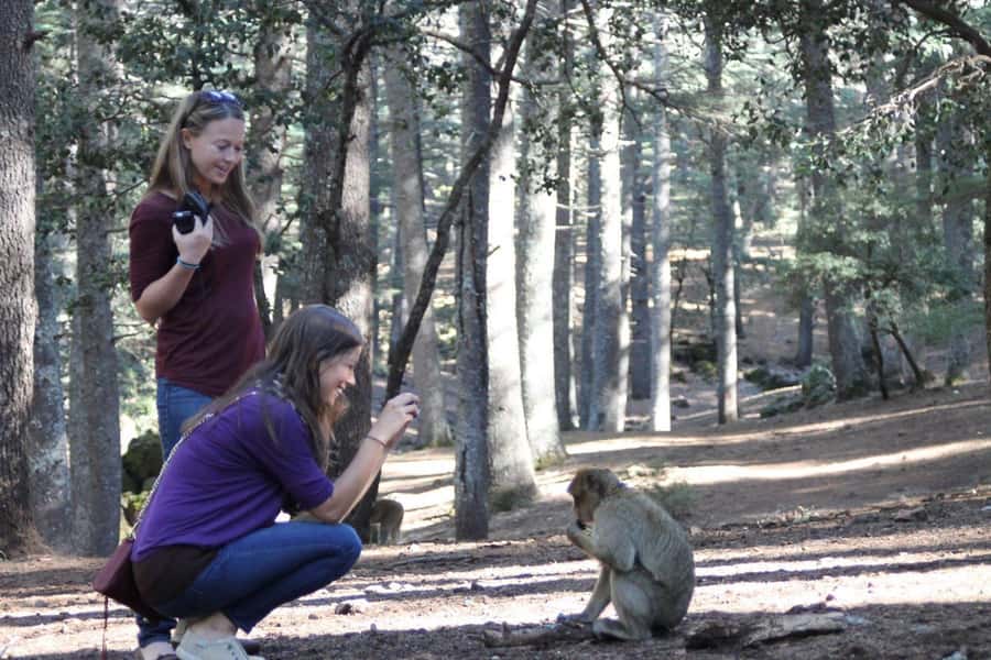 From Fez: Middle Atlas Day Trip with Ifrane National Park - Ifrane’s French Mountain Mood: Architecture, Atlas Lion Photos, and University Views