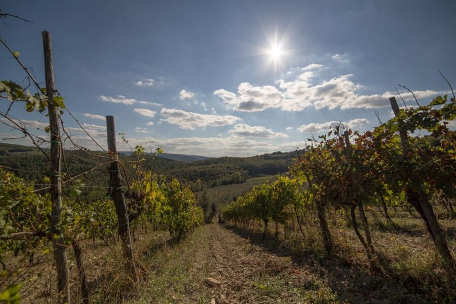 From Florence: Chianti Wine Tastings at Sunset Day Trip - From Florence Into Chianti: What This Afternoon Actually Feels Like