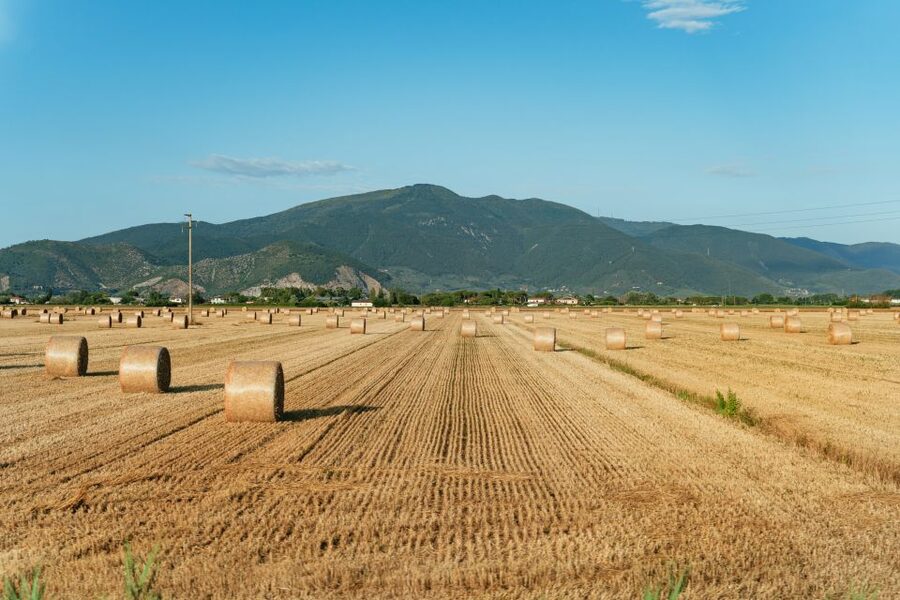 From Florence: Siena, San Gimignano, Pisa & Lunch at Winery - Pisa the Efficient Way: Leaning Tower Time and a Guided Center