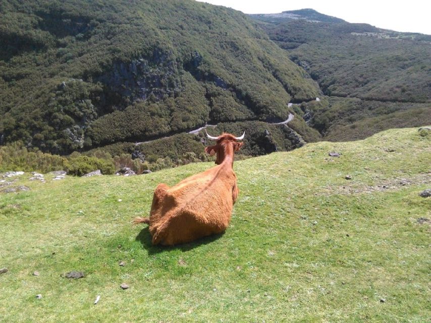From Funchal: West Madeira and Laurel Forest Day Trip - Ribeira Brava, Ponta do Sol, and Paul da Serra: Coffee Breaks and Big-View Road Trays