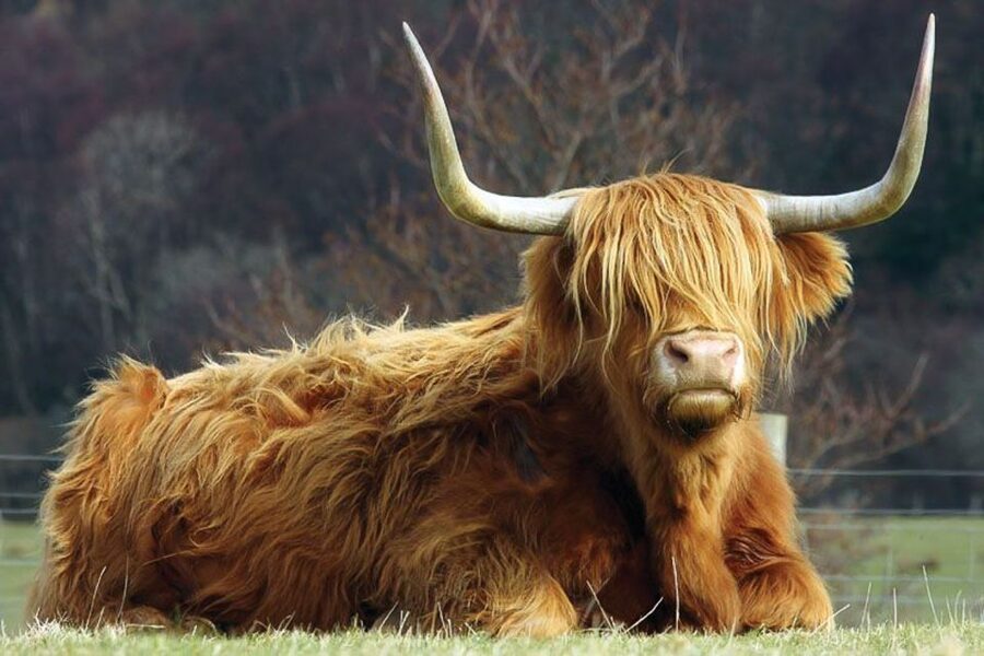 From Glasgow: Oban, Glencoe & West Highland Castles Day Trip - Glencoe, Rannoch Moor, and the Black Mount: The Day’s Main Scenic Payoff