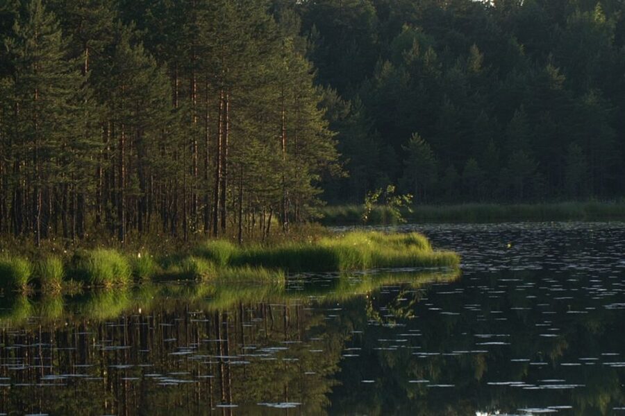 From Helsinki: Nuuksio National Park Half-Day Trip - Primeval rocks, mossy forests, and lake views in a half-day