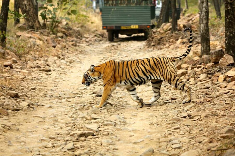 From Jaipur: One Day Trip to Ranthambore Tiger Safari - Key Things to Know Before You Go
