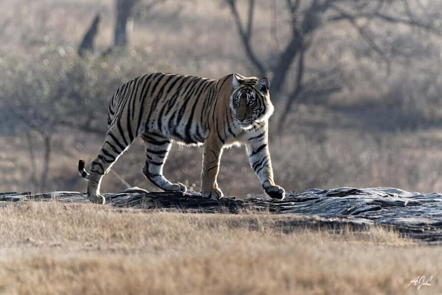 From Jaipur: One Day Trip to Ranthambore Tiger Safari - The Vehicle Reality: Share the Canter, Accept the Rules