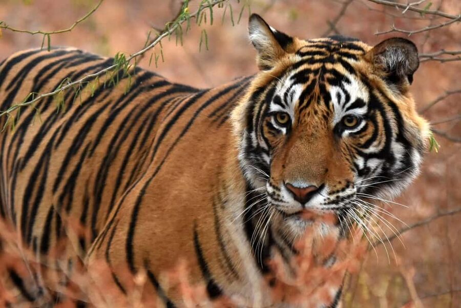 From Jaipur: One Day Trip to Ranthambore Tiger Safari - The Drive: An AC Comfort Bubble to Sawai Madhopur