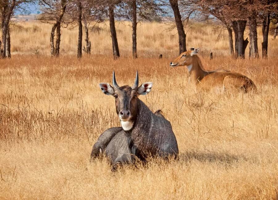 From Jaipur: One Day Trip to Ranthambore Tiger Safari - Jeep vs Canter: Choosing Comfort, Not Just Seating