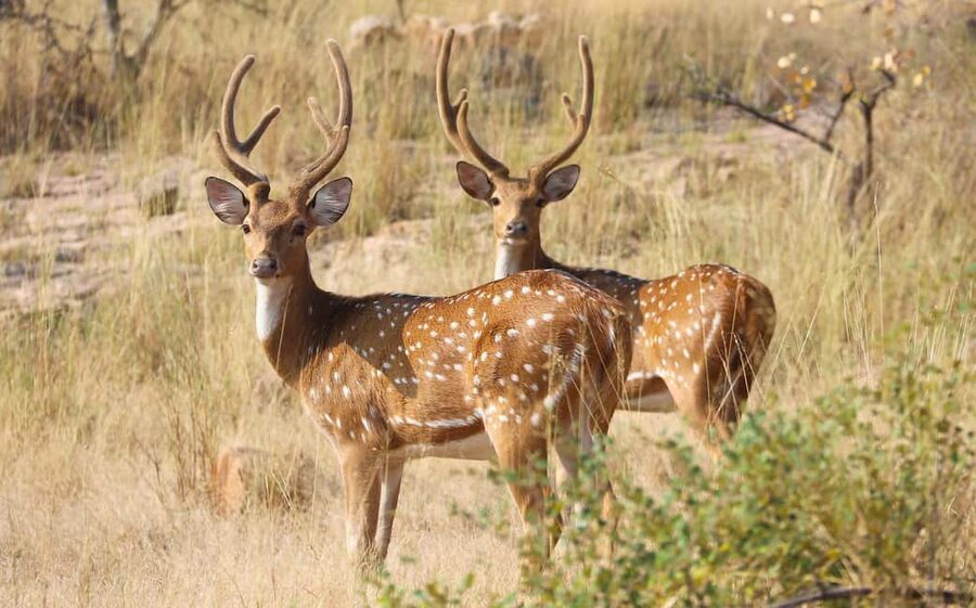 From Jaipur: One Day Trip to Ranthambore Tiger Safari - The Safari Experience: How Sightings Usually Happen