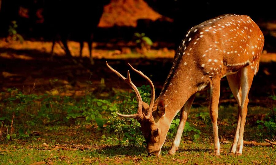 From Jaipur: One Day Trip to Ranthambore Tiger Safari - Timing, Gates, and That Half-Hour Difference That Changes Everything