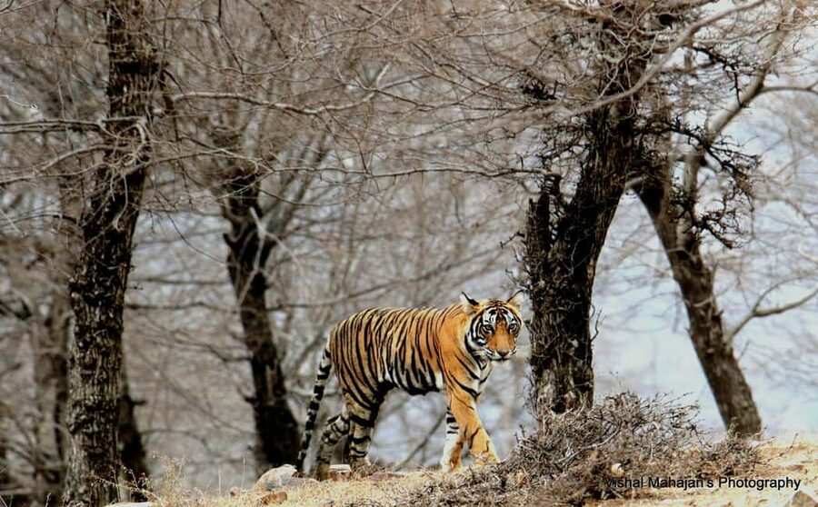 From Jaipur: One Day Trip to Ranthambore Tiger Safari - First Entry Moments: Getting Set for the Afternoon Safari