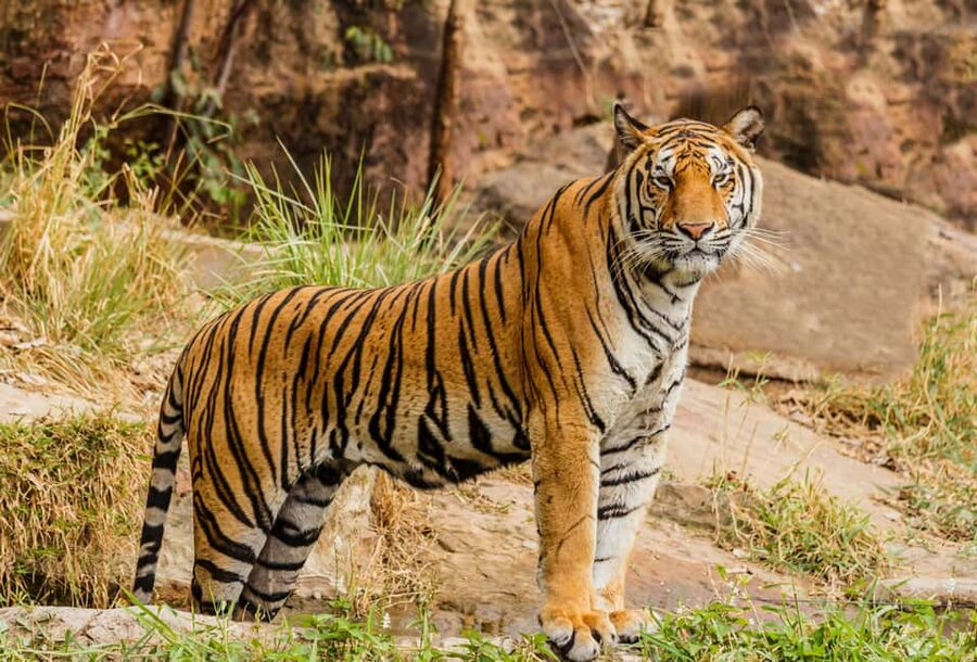 From Jaipur: Ranthambore National Park Day Trip with Safari - Key Takeaways Before You Go