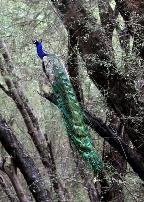 From Jaipur: Ranthambore National Park Day Trip with Safari - Should You Book This Ranthambore Day Trip From Jaipur?