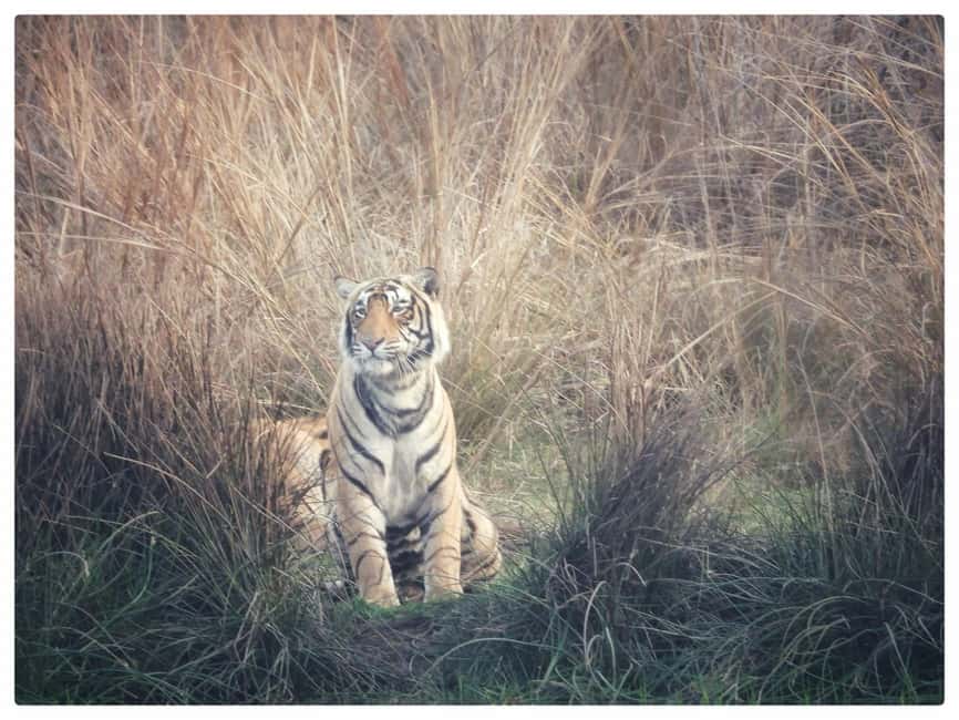 From Jaipur: Ranthambore National Park Day Trip with Safari - Jaipur To Ranthambore: The Road Trip That Sets the Tone