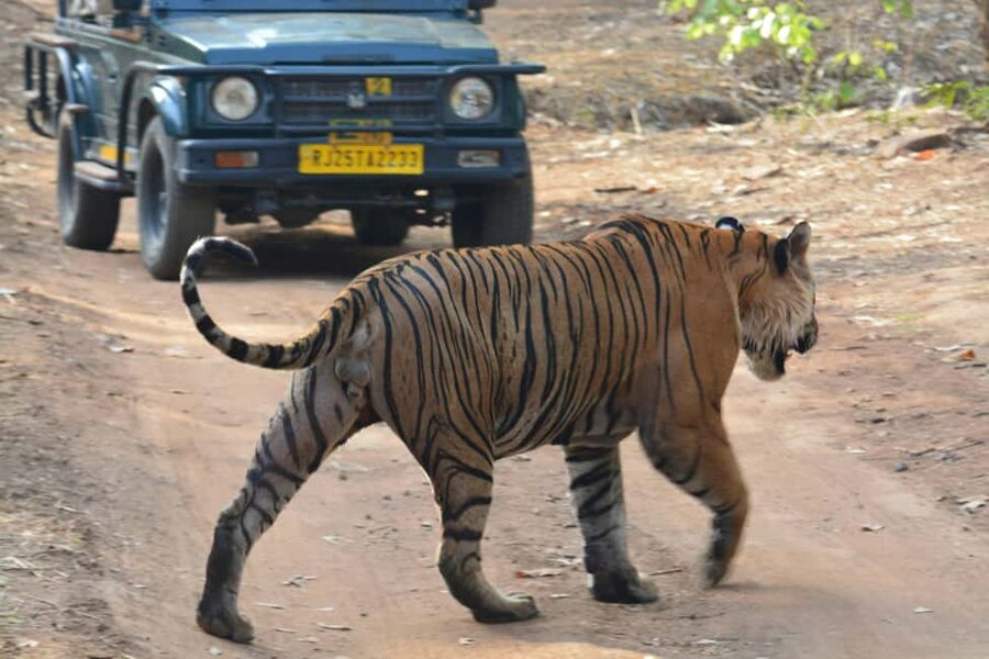 From Jaipur: Ranthambore National Park Day Trip with Safari - Jeep Or Canter Safari: How Vehicle Choice Changes Your Day