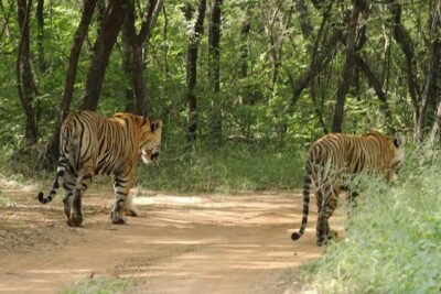From Jaipur: Ranthambore National Park Day Trip with Safari - Arriving At Sawai Madhopur: What Happens Before the Safari