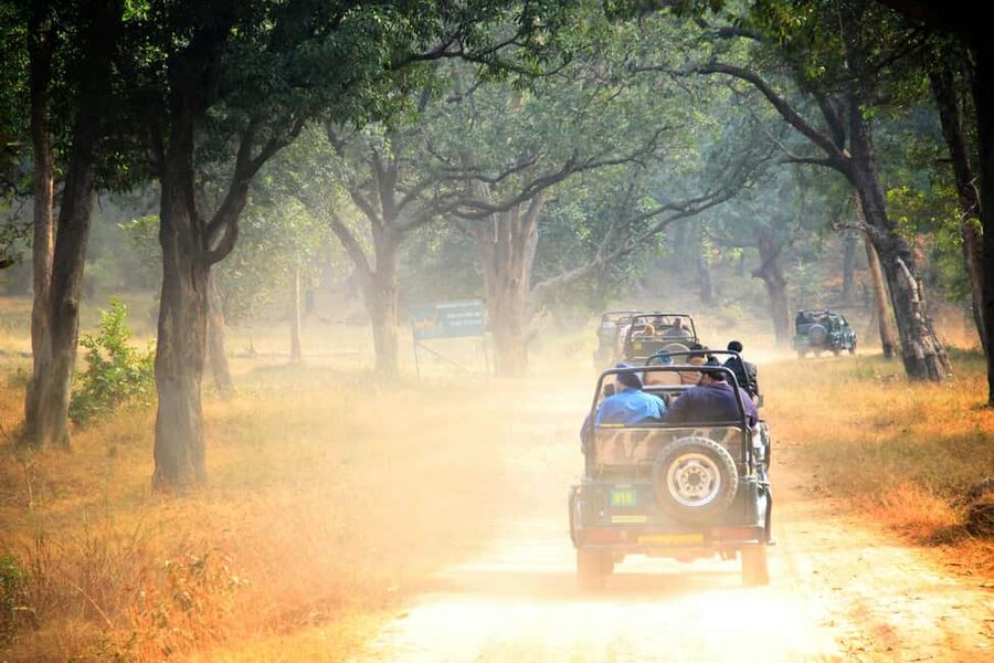 From Jaipur: Ranthambore National Park Day Trip with Safari - Wildlife You Can Actually Expect: Tigers And The Backup Cast