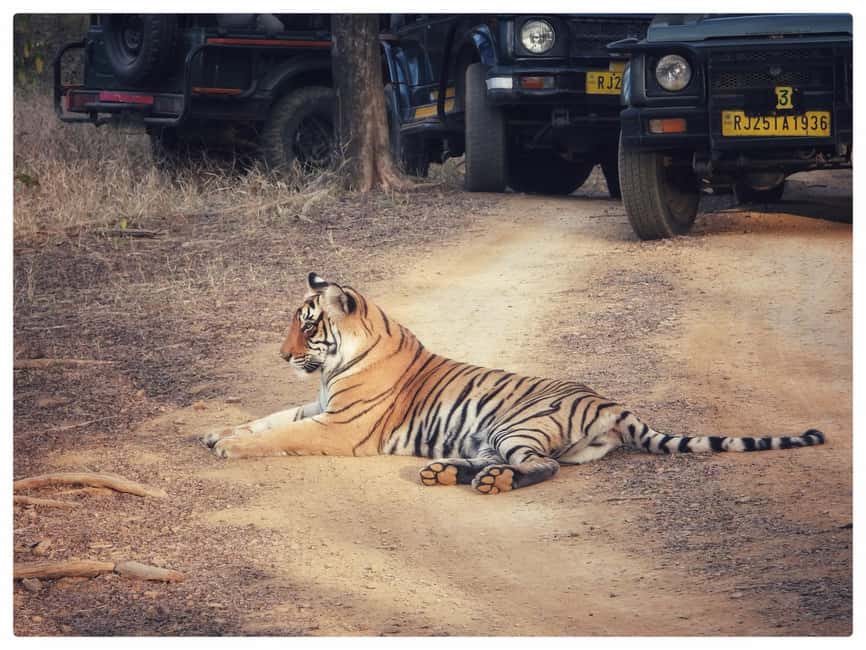 From Jaipur: Ranthambore National Park Day Trip with Safari - Naturalist Guidance: Why It’s More Than Spotting