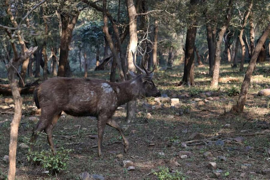 From Jaipur: Ranthambore National Park Day Trip with Safari - Timing, Stops, and the Reality of a 12-Hour Day