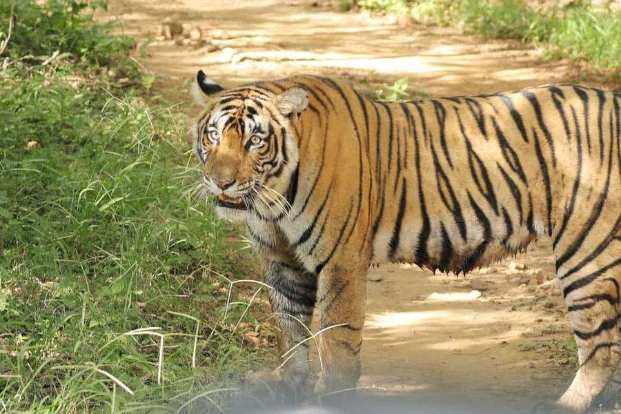 From Jaipur: Ranthambore National Park Day Trip with Safari - Who This Day Trip Works Best For (And Who Should Skip)