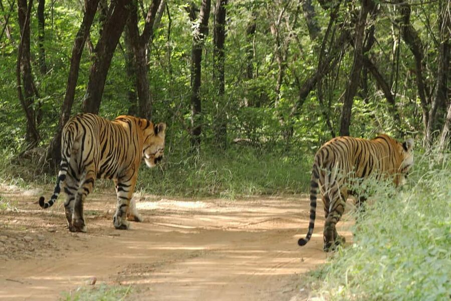 From Jaipur: Ranthambore National Park Day Trip with Safari - Arriving At Sawai Madhopur: What Happens Before the Safari