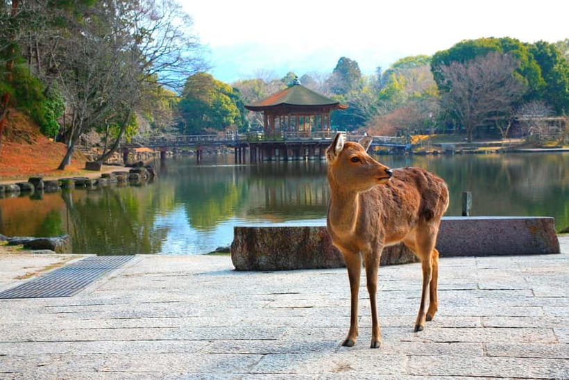 From Kyoto: Nara, Osaka & Kobe Day Trip – 3 Cities in 1 Day - Nara Park: deer time plus temple-and-garden calm