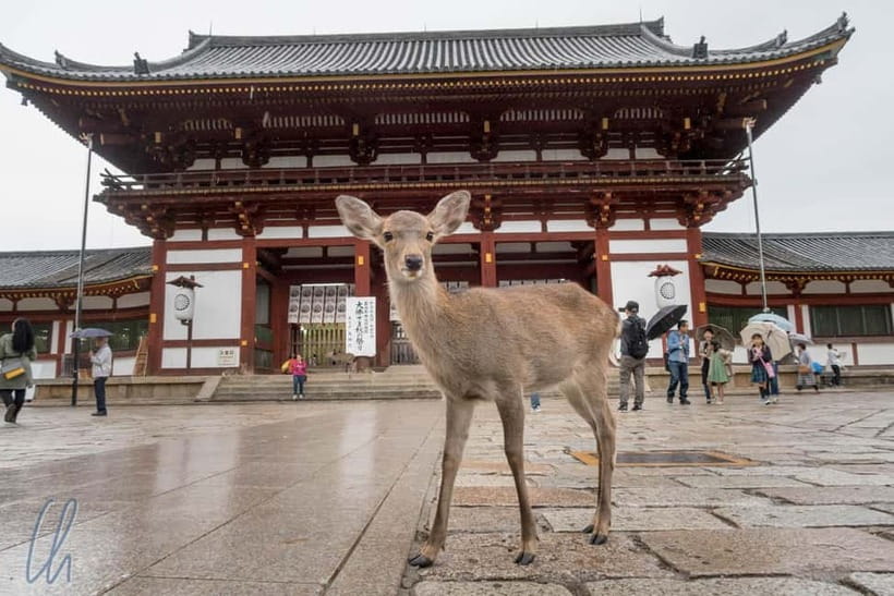 From Kyoto: Nara, Osaka & Kobe Day Trip – 3 Cities in 1 Day - Meeting at Hotel Keihan Kyoto Grande: the start that sets the tone