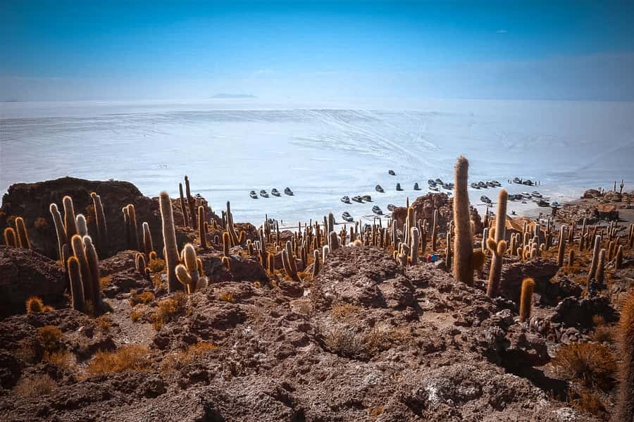 From La Paz: 4-Day Trip to San Pedro de Atacama w/Salt Flats - Day 3’s Flamingo Lagoons: The Pink-Bird Payoff