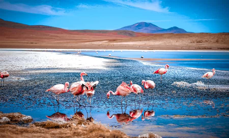 From La Paz: 4-Day Trip to San Pedro de Atacama w/Salt Flats - Train Cemetery and Colchani Salt Work: Starting at the Real Source