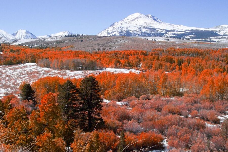 From Lake Tahoe: Yosemite National Park Day Trip with Lunch - Picnic lunch near Yosemite Falls: how to eat well on a packed day